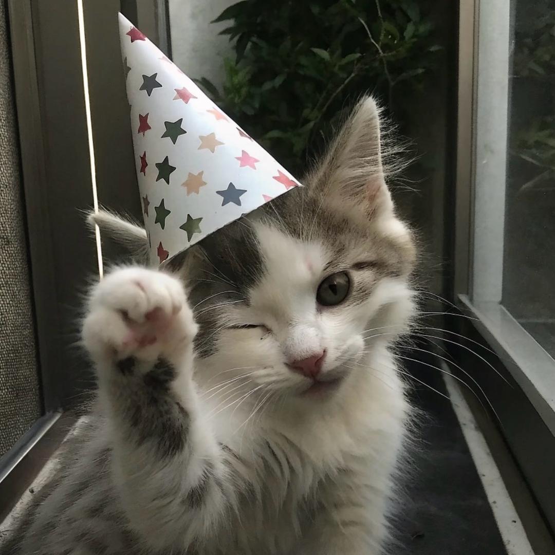 古早猫咪味