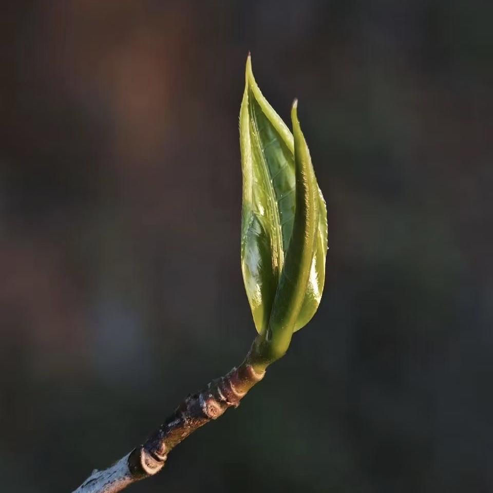 雪山村集体助农茶叶