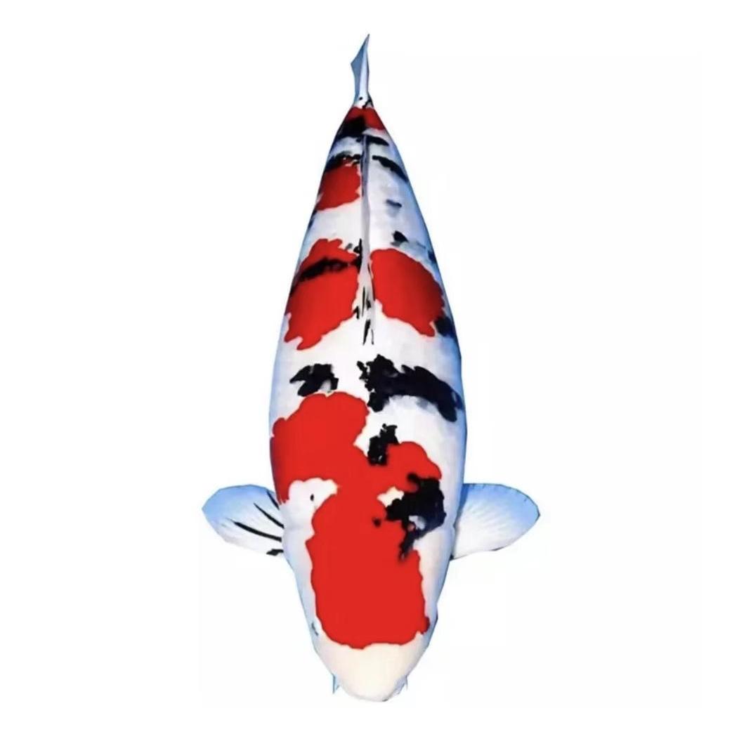 顺达锦鲤观赏鱼