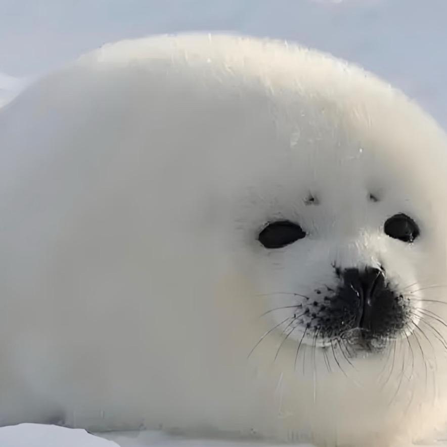 靠谱的海豹