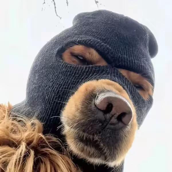 德国牧羊犬