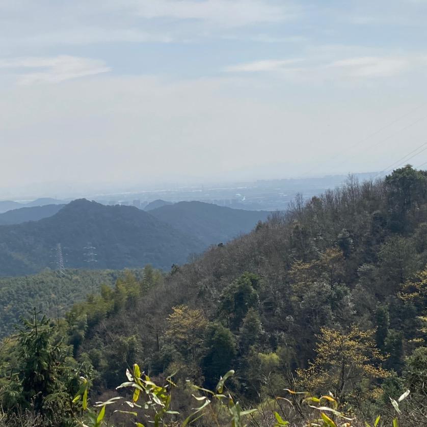 文艺柠檬