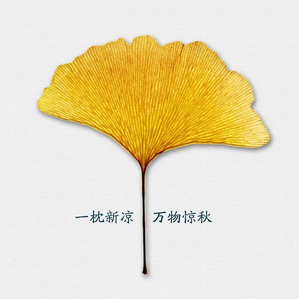 执黑蒲公英