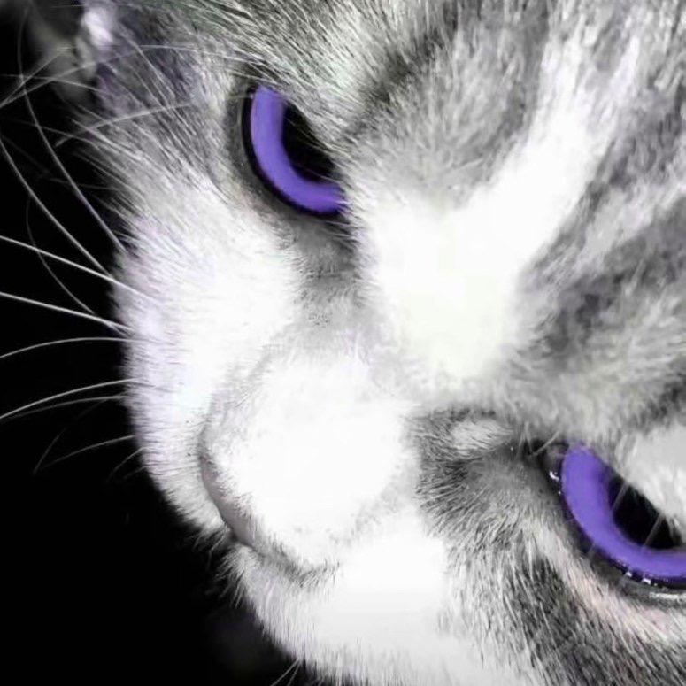 泰瑞阁（直播号）