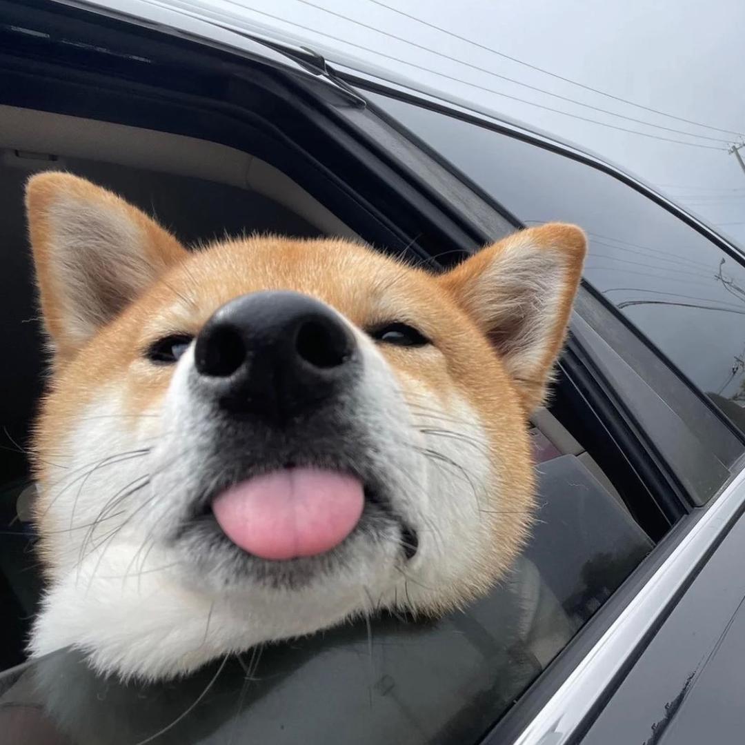 是海狮吗📸