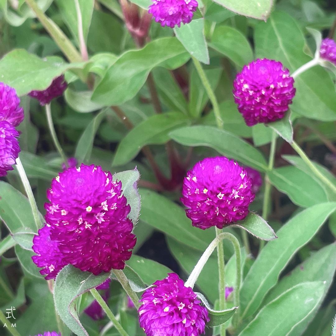 ✨小米粒✨