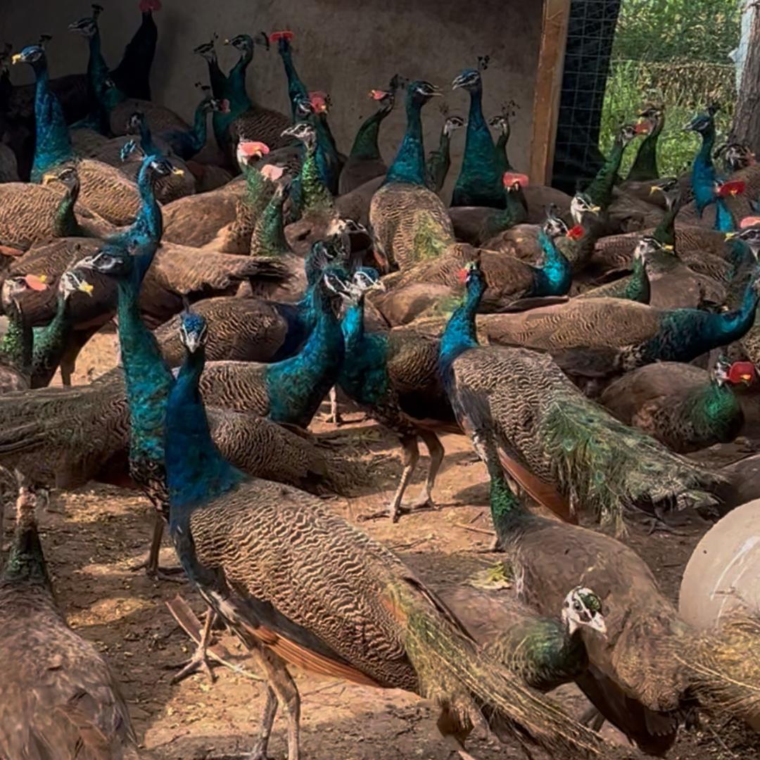 非洲鸵鸟养殖基地