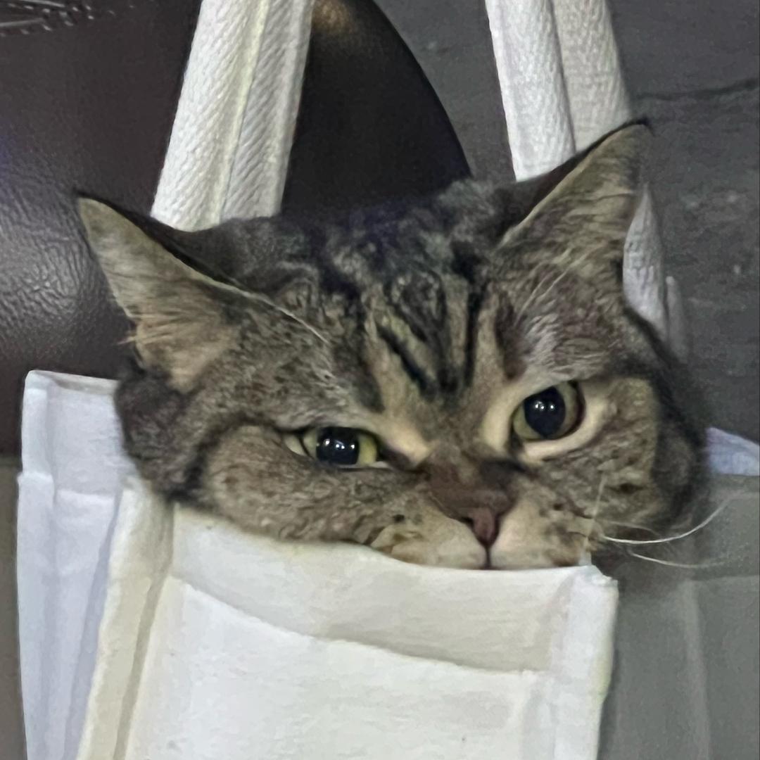 猫德加载中💤