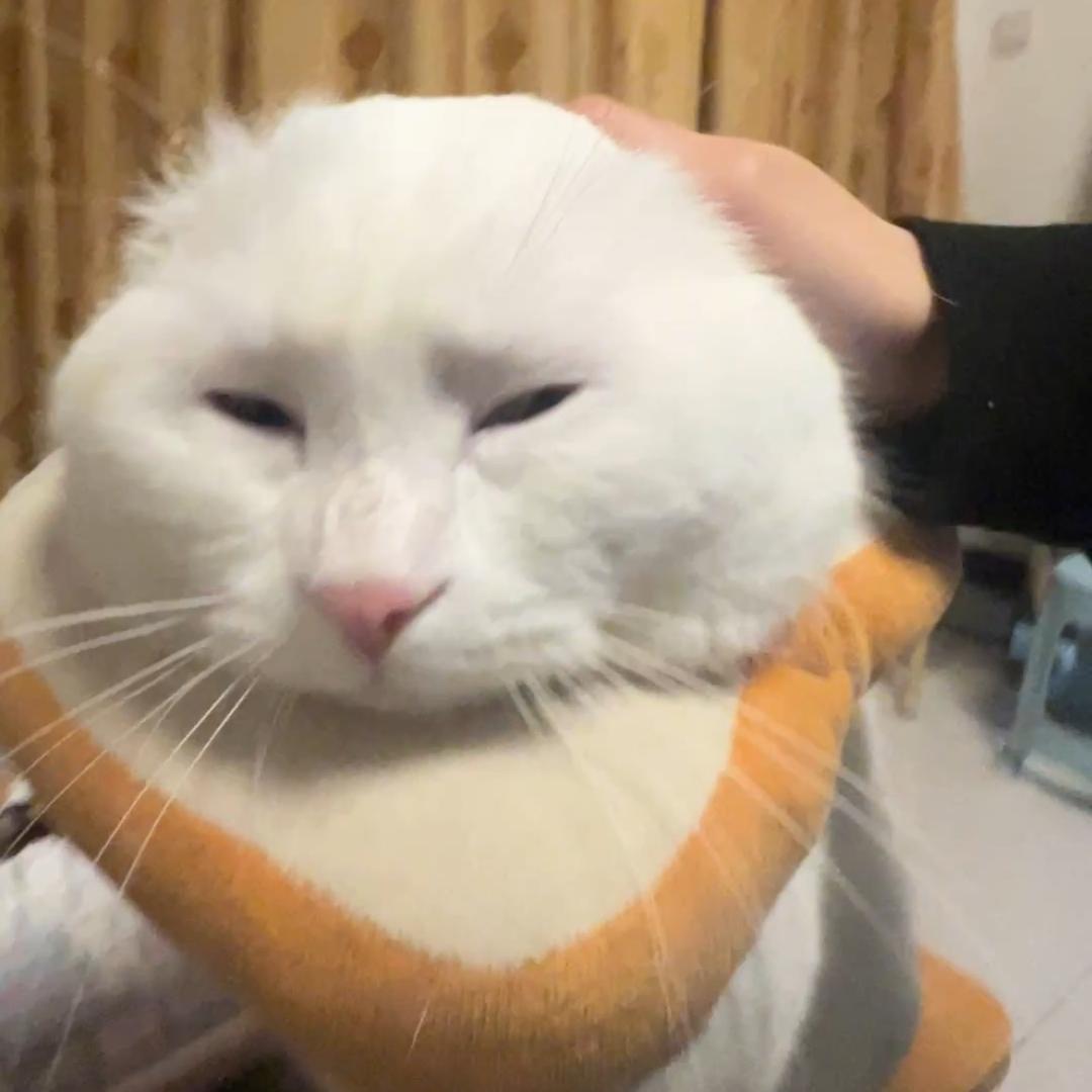 ٩(//̀Д/́/)۶！！