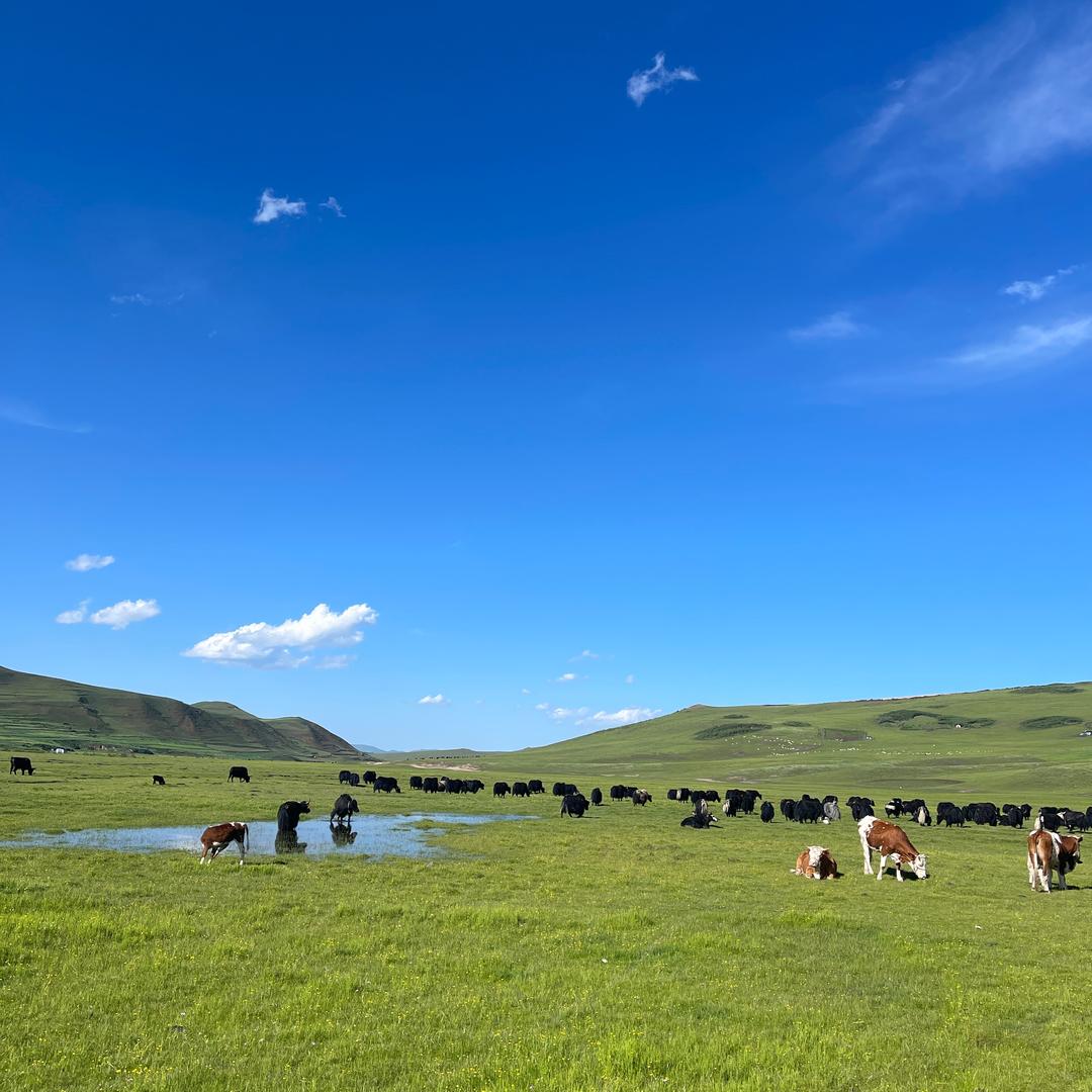 岷县惠羊养殖农民专业合作社