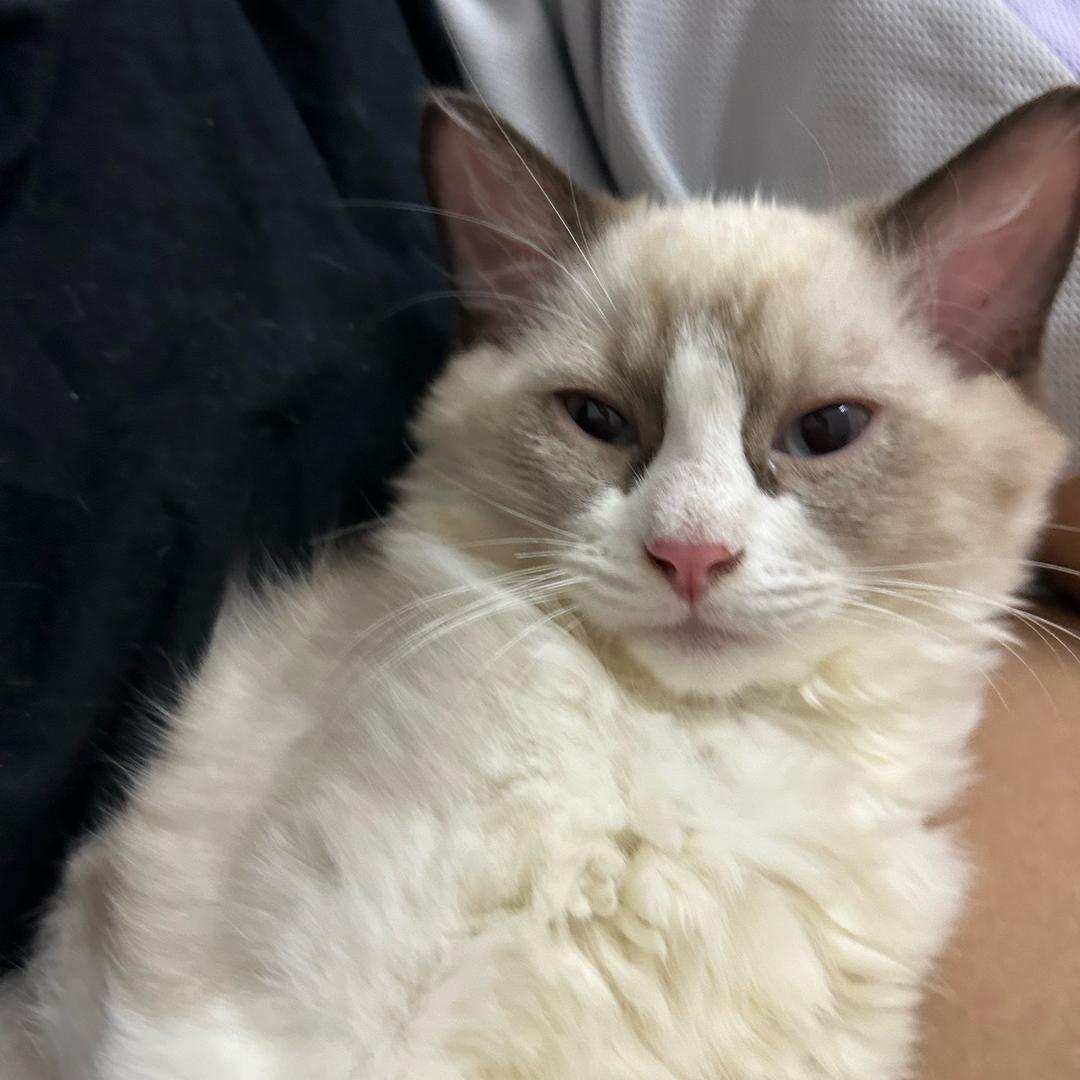 发发饼饼布丁丁