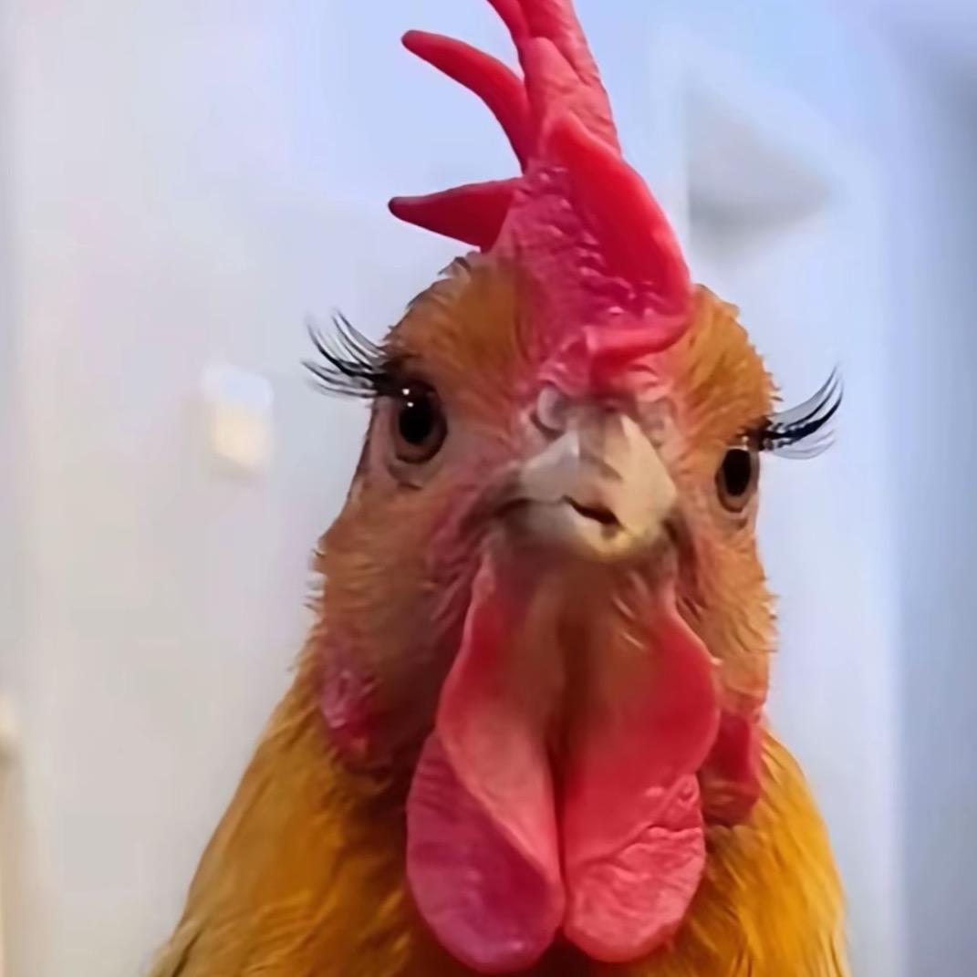 我是一只鸡