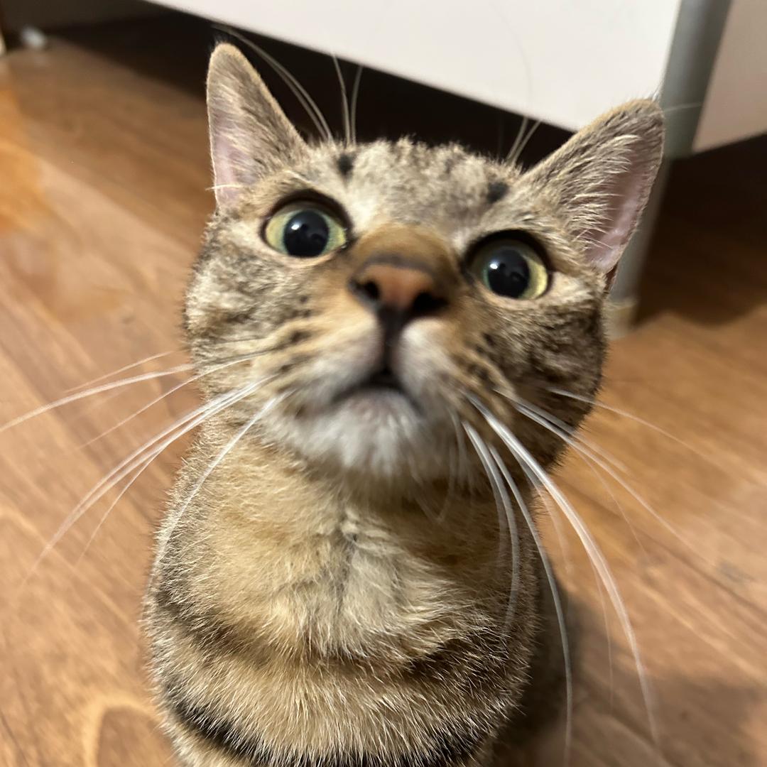 小猫咪有什么坏心思呢