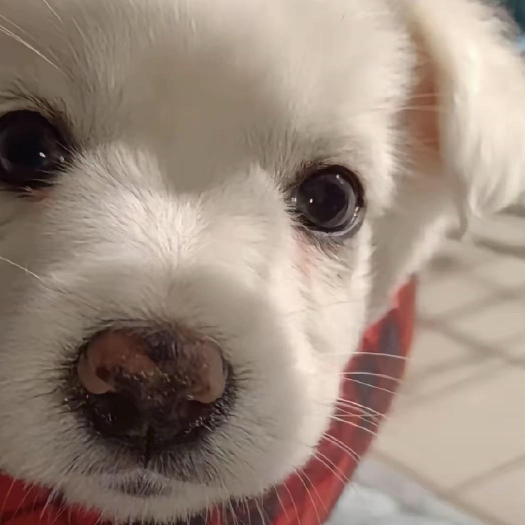 大飞严选（春节活动期间）