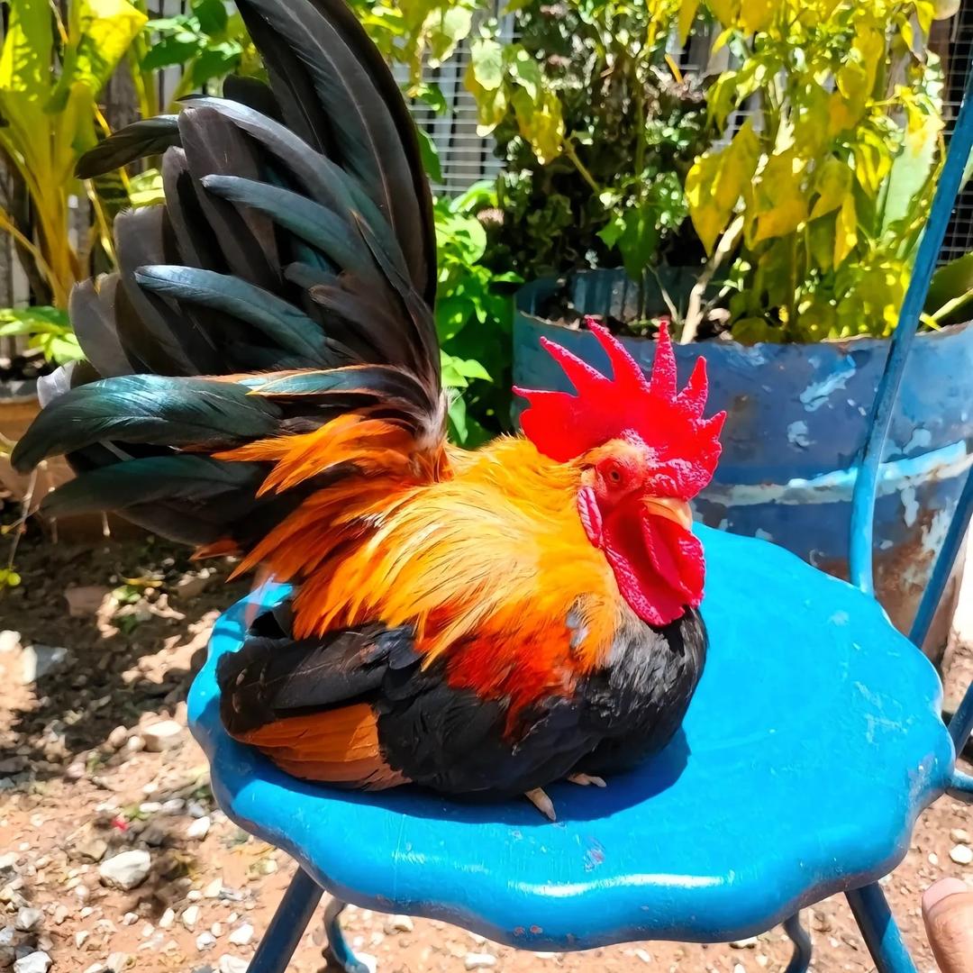 鲜农滋典宠物旗舰店壹号