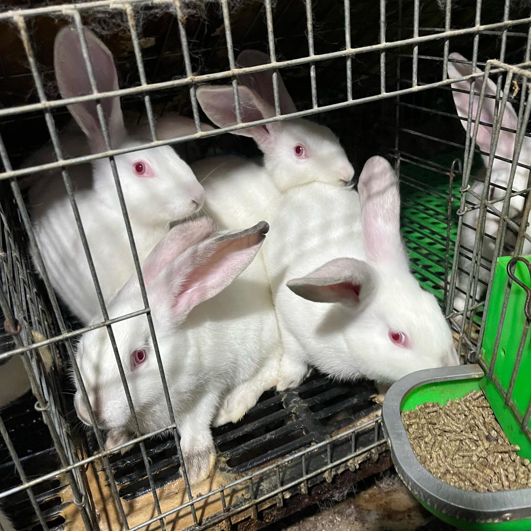 兔子🐰