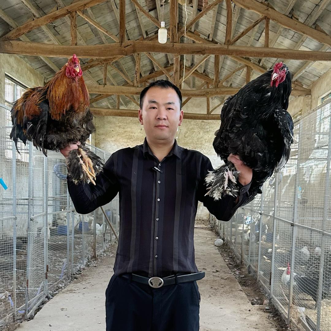 老班长养观赏鸡