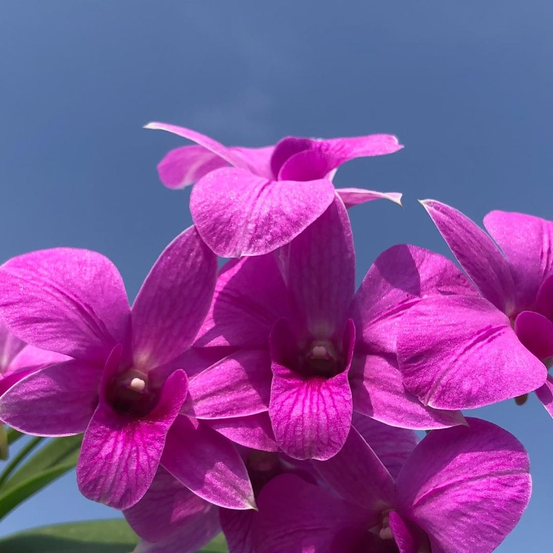 月亮（揭．阳．雅．迪．专．卖）