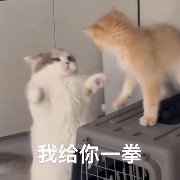 贺听星_