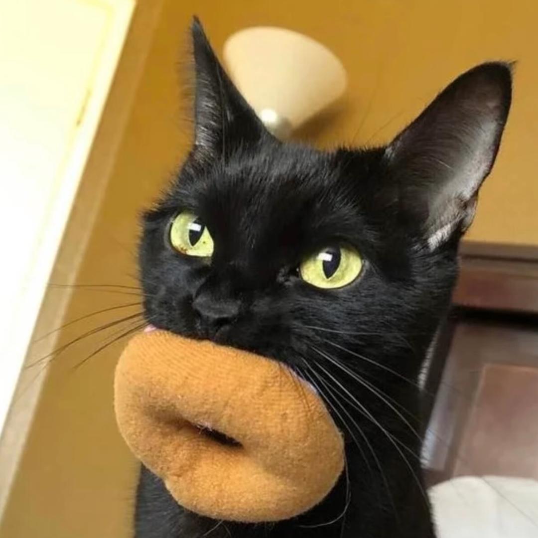 爱次夜宵的企鹅