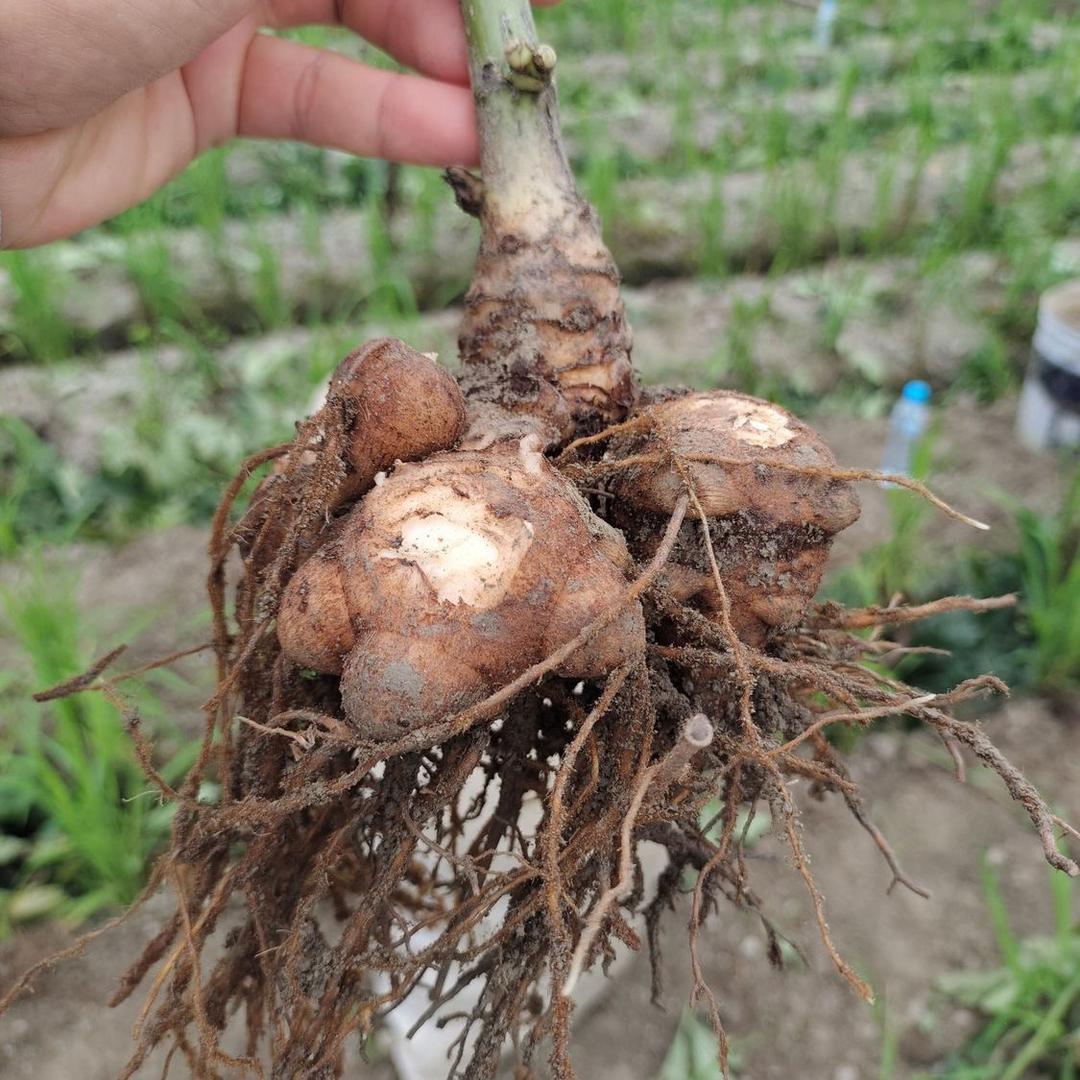 江油附子种植合作社