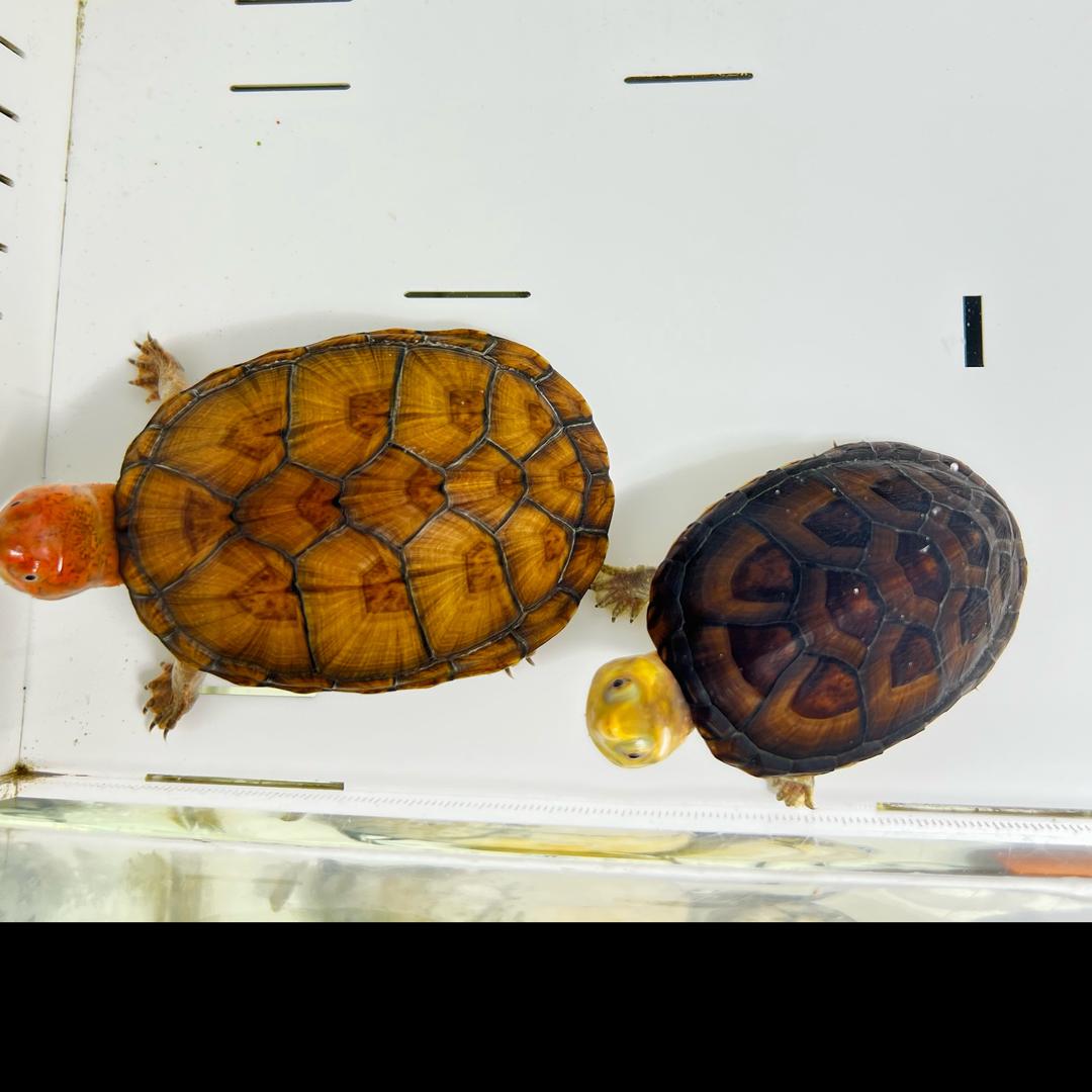 🌈养龟主任（关注必回，一起冲千）