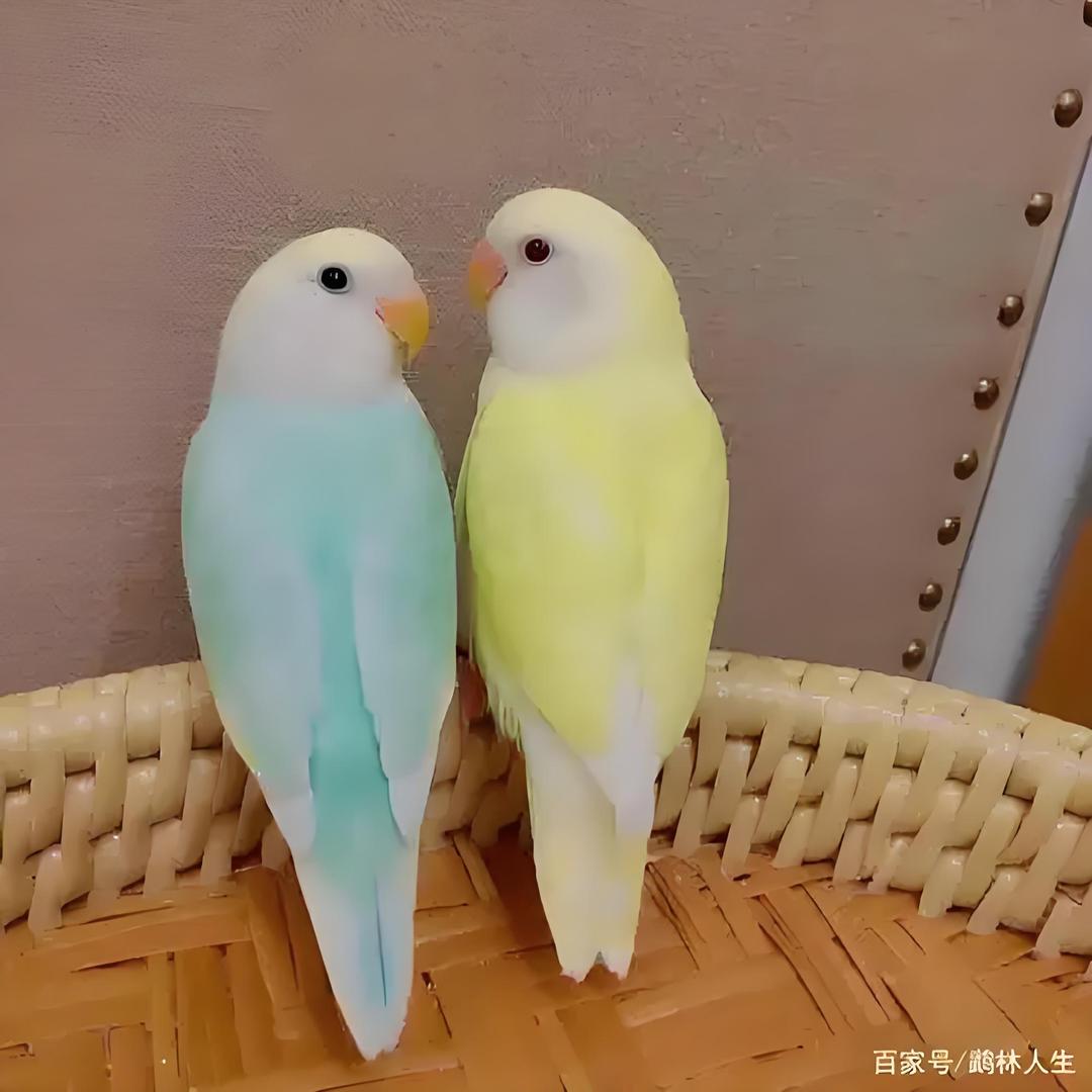 暖宝家的小鹦鹉