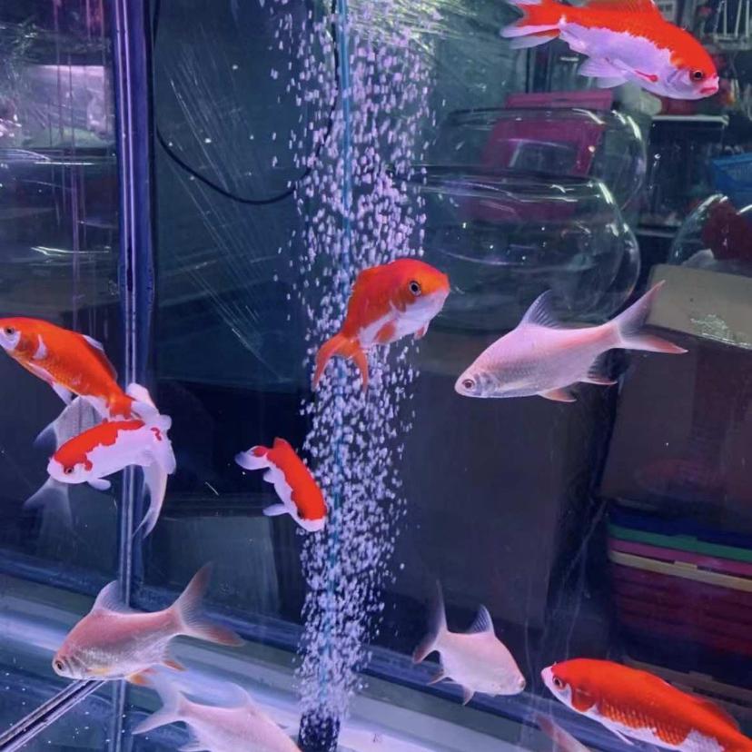 鱼之胜生态水族馆1号