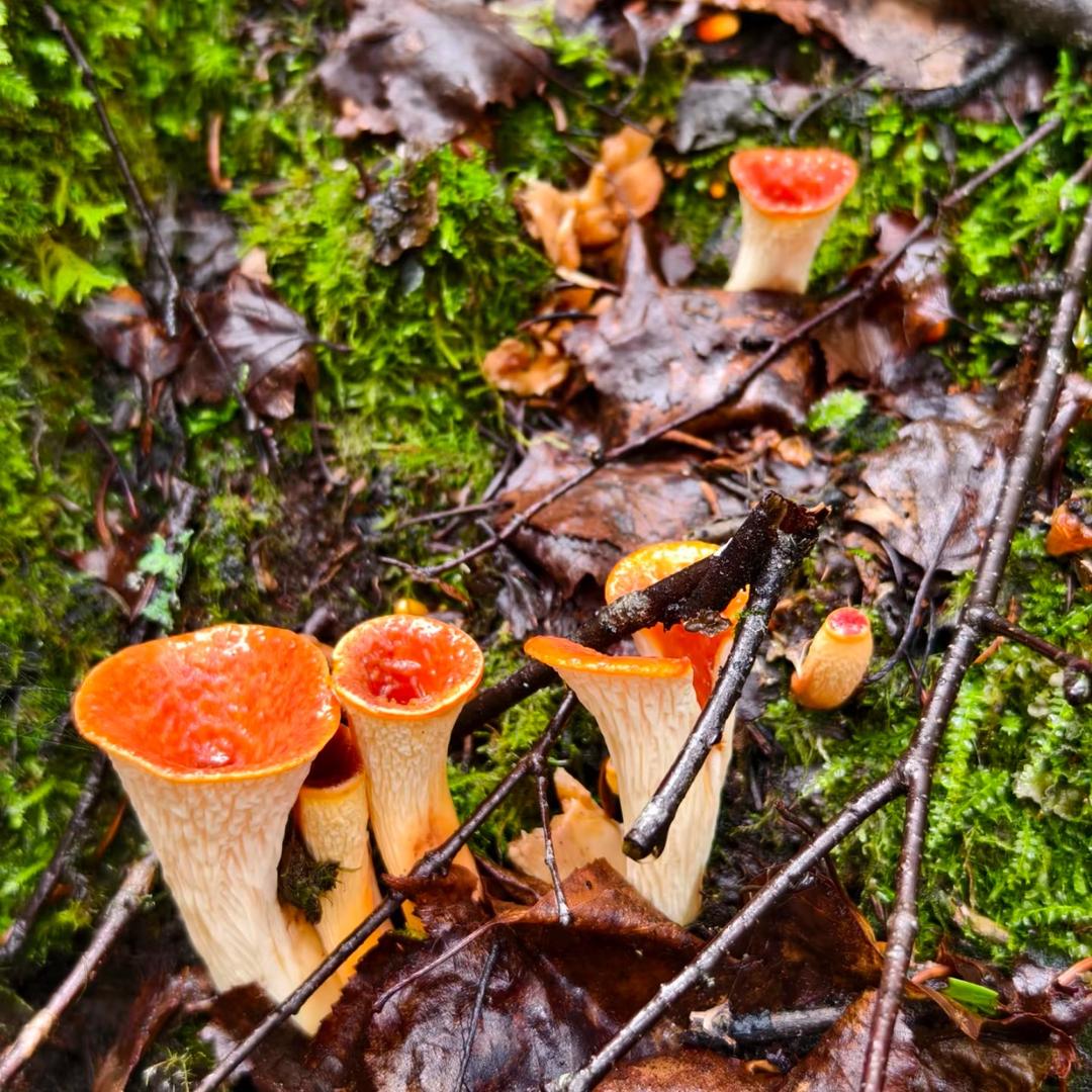 小建甄选野生菌土特产