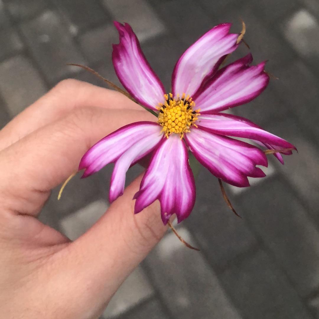 小小～鱼