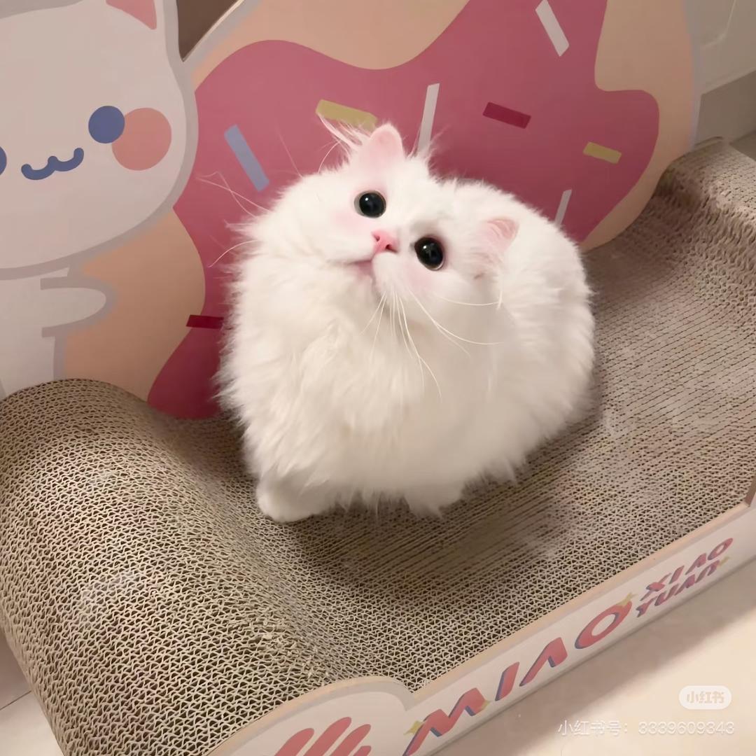 糯糯呀