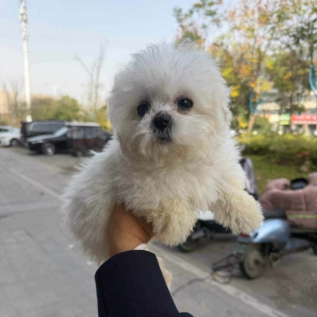 七仔是只小比熊