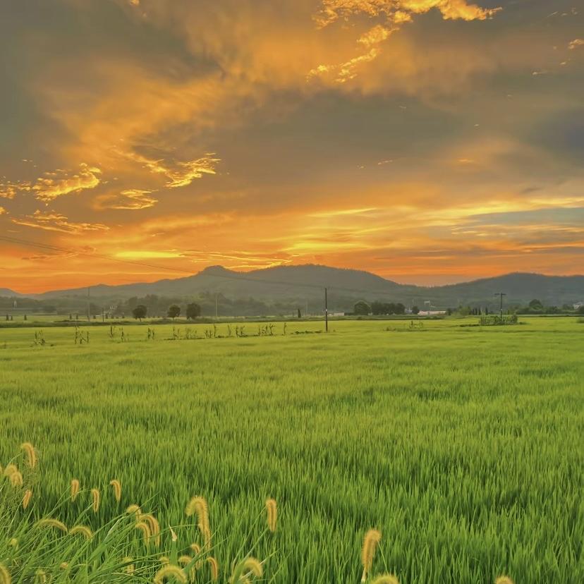 诚信惠民乐植保