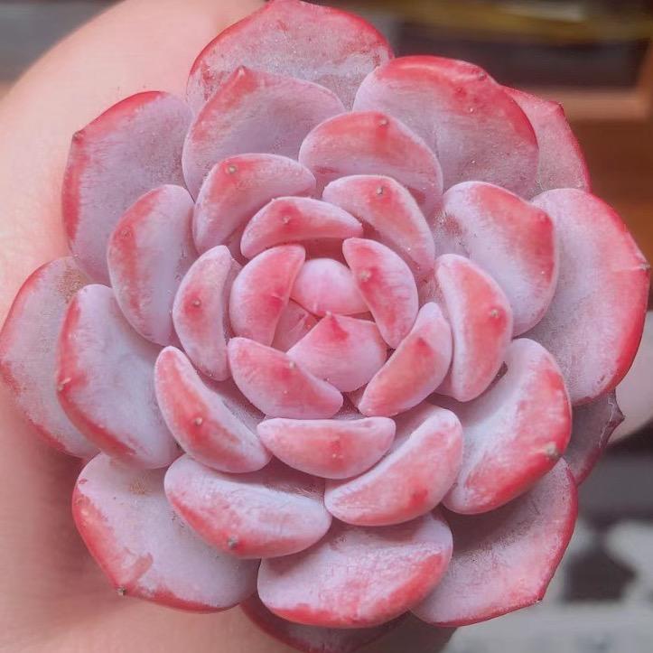 雨淼多肉