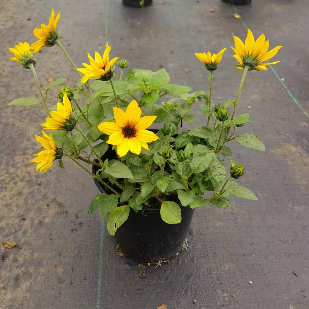 上海良语园艺上海良语授权号