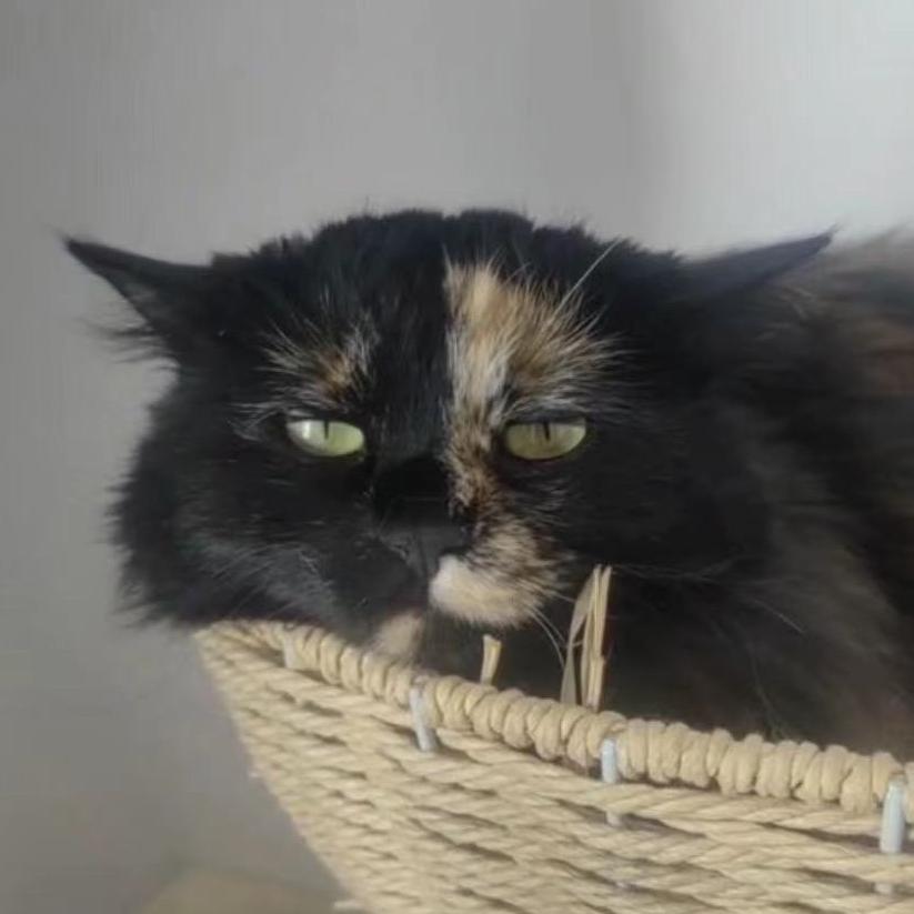 白咪～猫虎秀