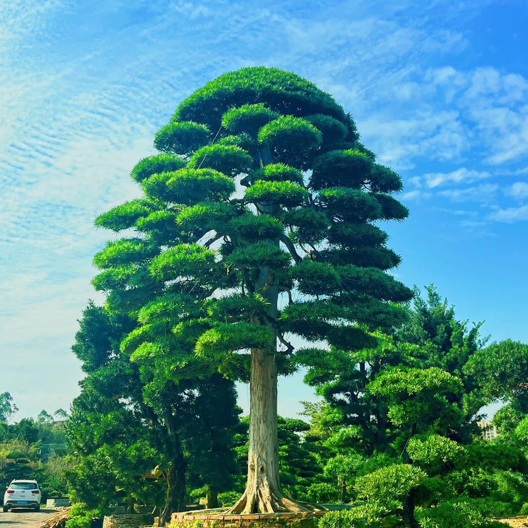 顺德诚松缘花卉生活坊