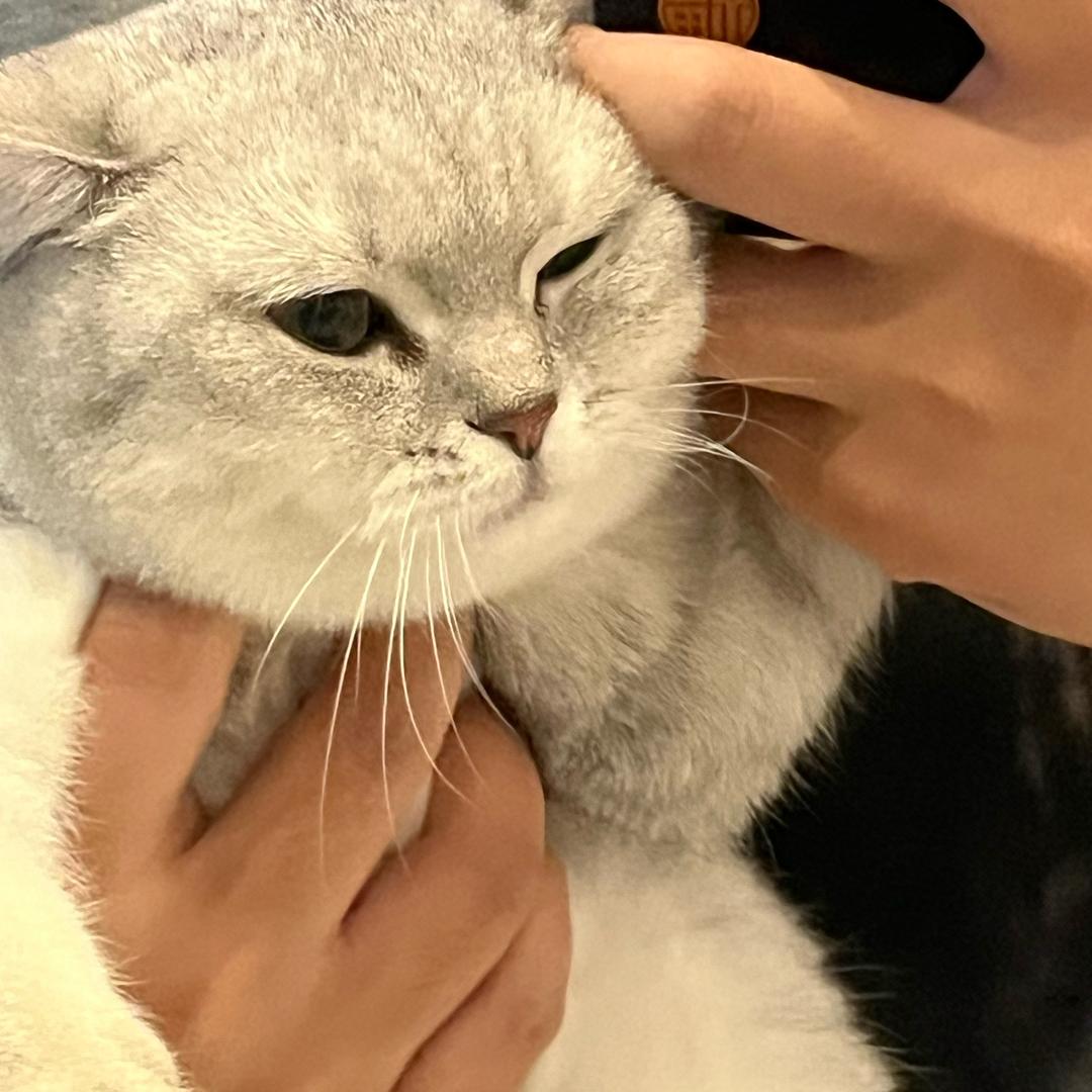 梓彦