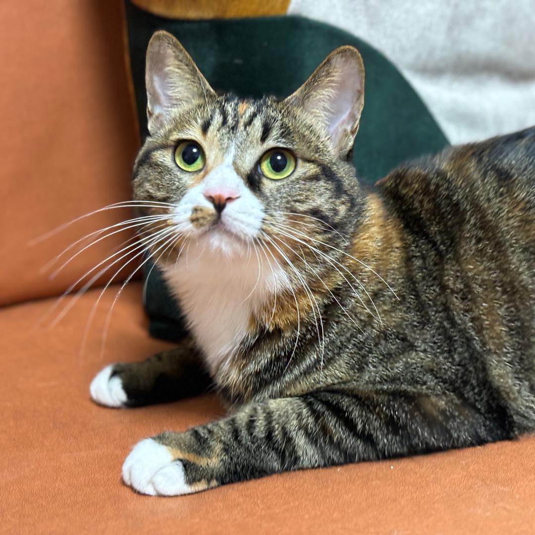 金豆儿🐱爱麻麻