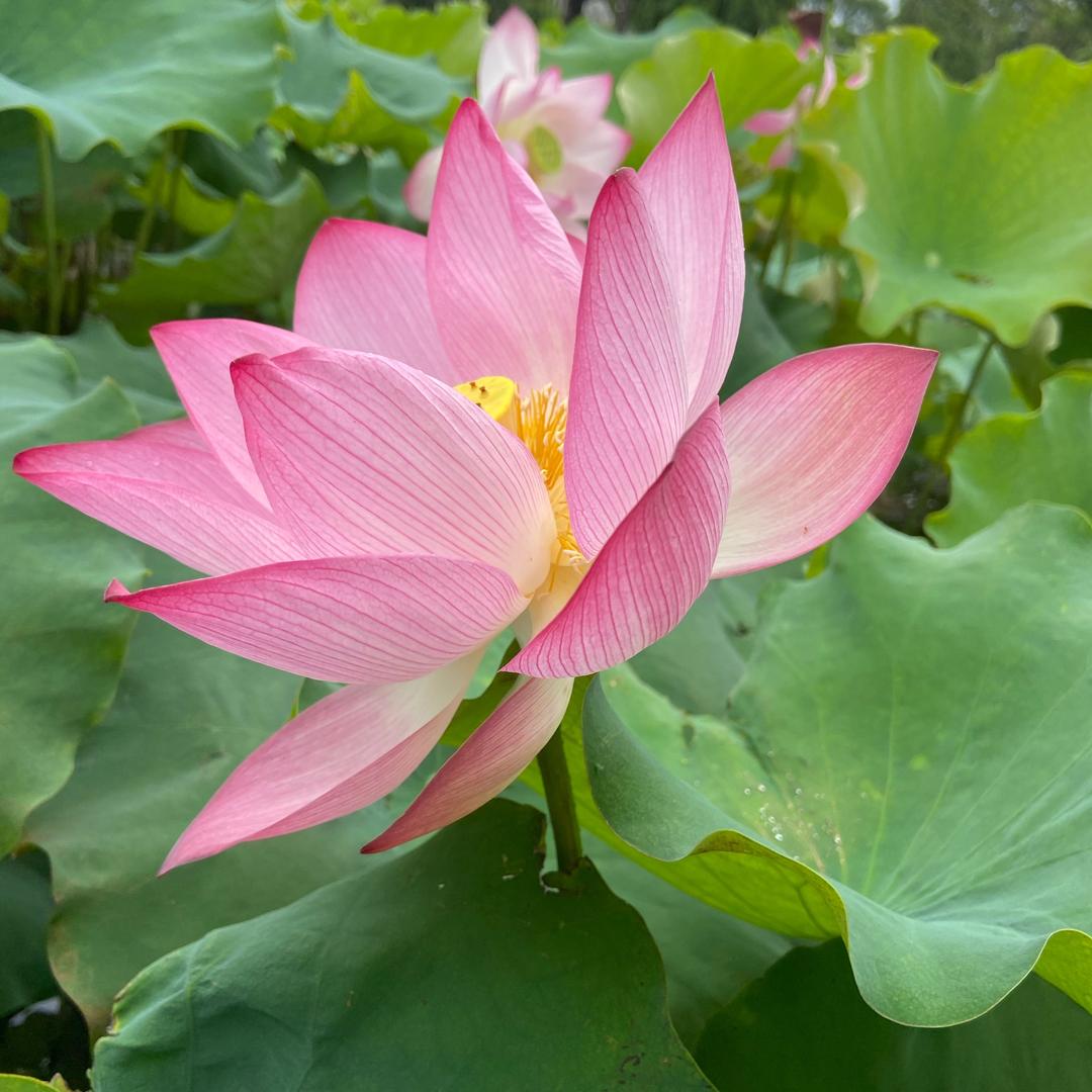 小重阳
