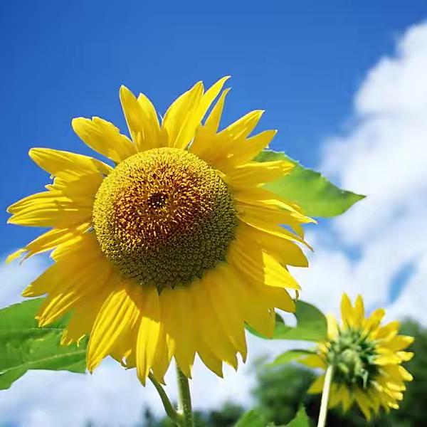 彬彬虎字幕君书语🍀🌻🌻