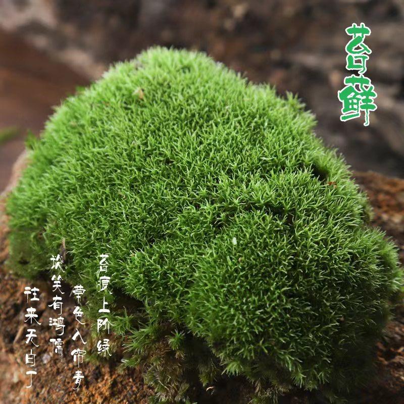 涛哥苔藓种植园