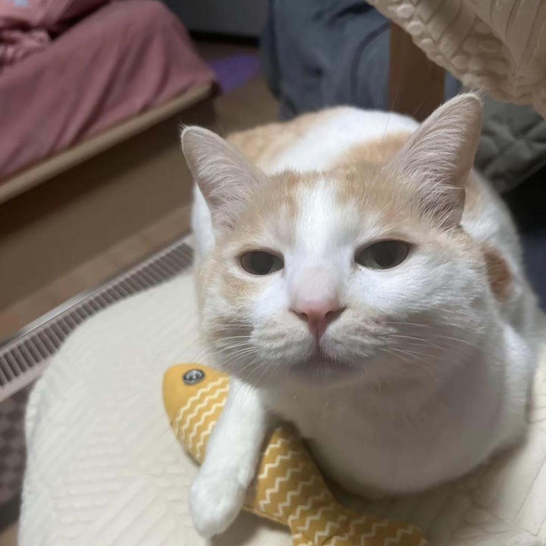不想