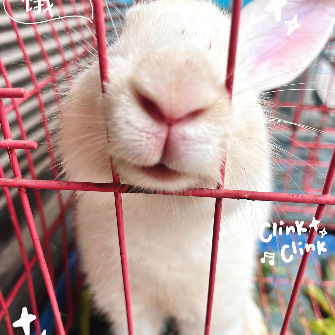 🌼骑帅不骑快的大王