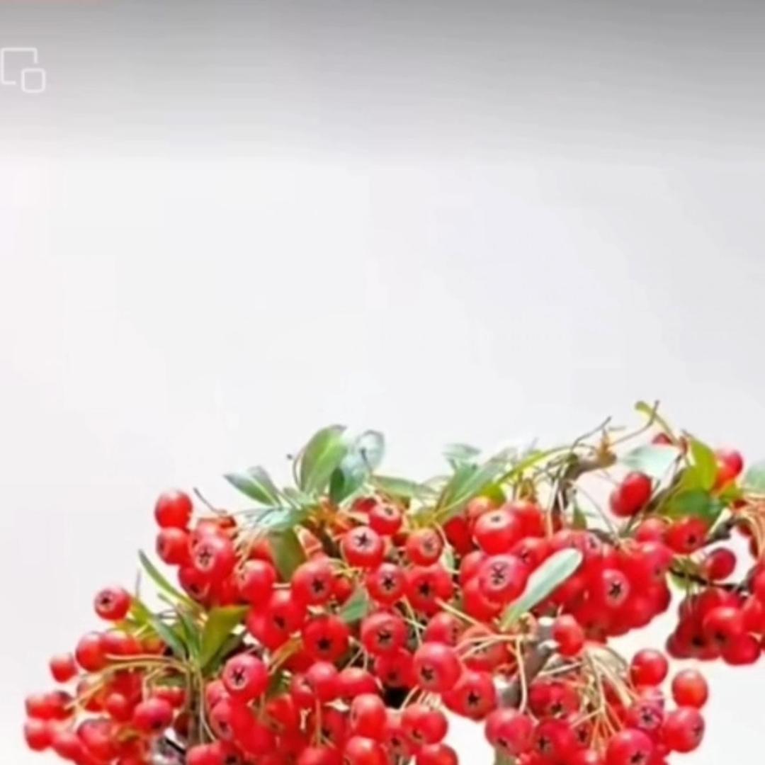 二零玖號花田