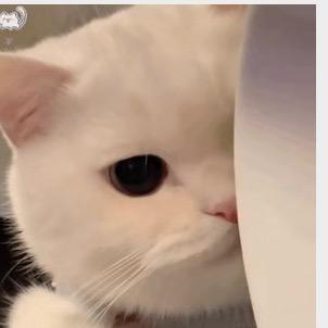 西贝贝