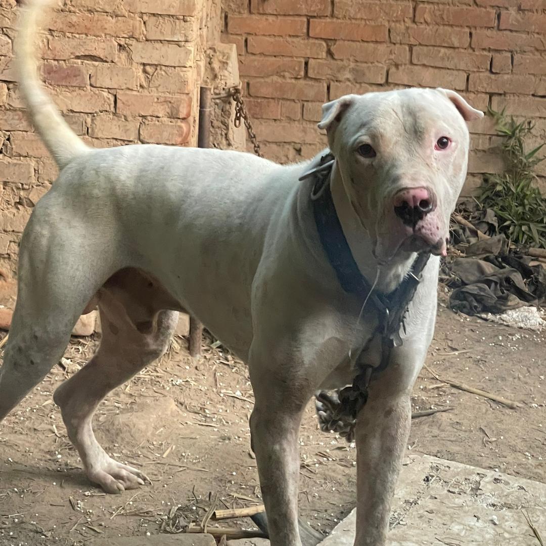 库达犬国内繁殖🚶‍➡️