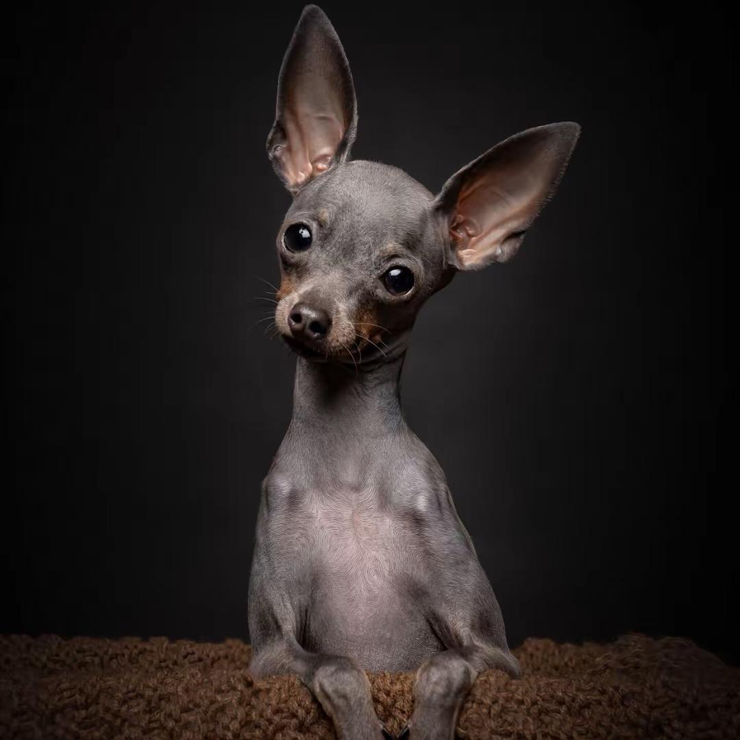 小鹿犬咚咚