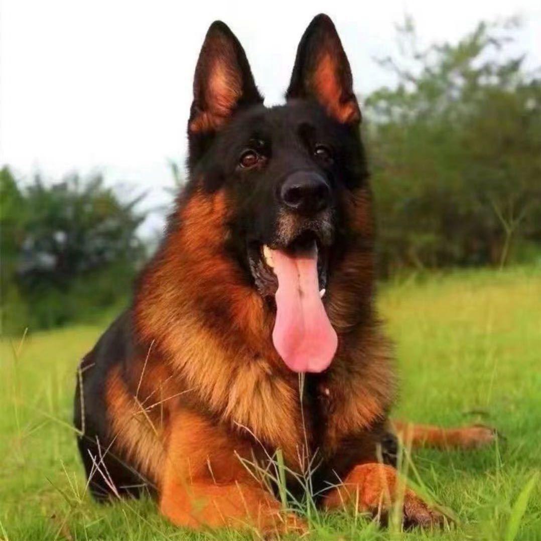 精品德牧🐶大号