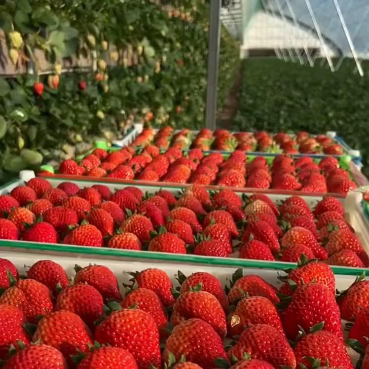 张姐草莓棚